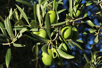 Canvas Print - Selective focus shot of an olive tree branch full of the fruits