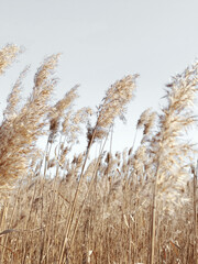  reed in the wind