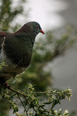 Sticker - Closeup shot of a cute dark gray dove perched on a tree