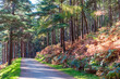 Road passing through a pine tree forest. View from the Derrybawn Woodland hiking trail in Glendalough, Wicklow, Ireland.