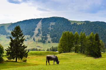 Canvas Print - Beautiful view of the green fields and mountains. Alpe di Siusi, Dolomites, Italy.