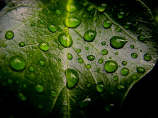 Wall Mural - Drops on leaves after rain