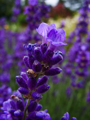 Wall Mural - Lavender