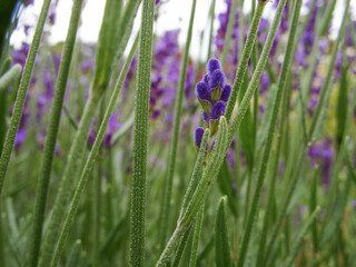 Wall Mural - Lavender