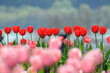 canvas print picture - Tulpen im Beet