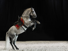 A Gray Thoroughbred Stallion With A Long Mane And Tail Stands On Its Hind Legs. Horse With Saddle And Bridle On A Black Background. Nobody