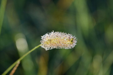 Canvas Print - Frost on Foxtail Grass