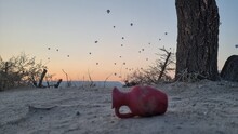 Pomegranate On The Beach