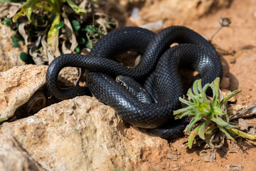 Sticker - Black western whip snake, Hierophis viridiflavus, basking in the sun on a rocky cliff in Malta