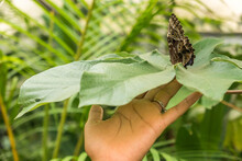 Closeup Shot Of A Gold-edged Owl-Butterfly (Caligo Uranus) Resting On A Leaf In Costa Rica Jungle