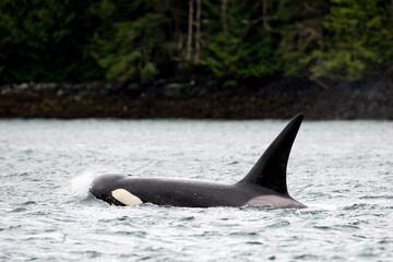 Poster - Closeup shot of a Transient Orca Whales swimming in Johnstone Strait, Vancouver Island, Canada