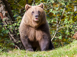 Canvas Print - Bear on the Transfagarasan in Romania