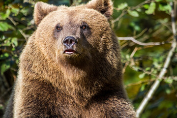 Canvas Print - Wild bear in Romania