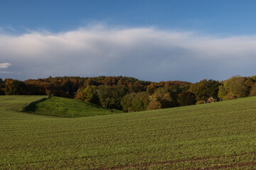 Wall Mural - Hügel Landschaft mit Winterweizen Feld im Herbst.