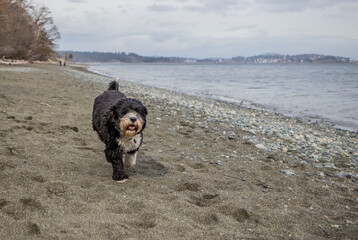 Wall Mural - dog on the beach on Vancouver Island in Canada