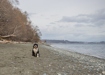 Wall Mural - dog sitting on a beach on Vancouver Island on a cloudy day