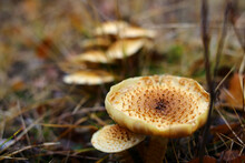 Group Of Pholiota Mushrooms (Shaggy Scalycap - Pholiota Squarrosa)