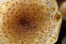 Close Up Of Shaggy Scalycap (Pholiota Squarrosa)