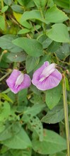Vigna Unguiculata Sesquipedalis Or Purple Clitoria Ternatea Flower Living Wildly Or Purple Flowers Has Flower In Butterfly Shape. Mother Flower Stalk Out Of The Axillary.