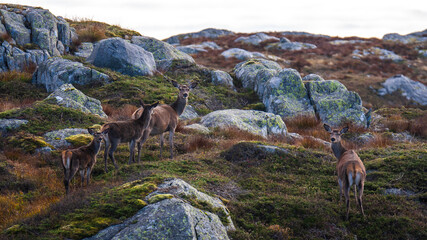 Poster - Beautiful shot of deers in the mountain