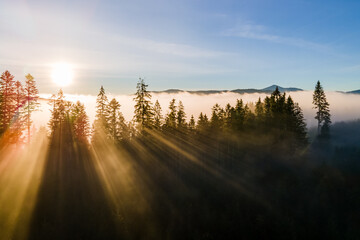 Poster - Foggy green pine forest with canopies of spruce trees and sunrise rays shining through branches in autumn mountains.