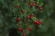 © leomalsam - Red rose hips in the forest on the bush