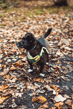 Small Black Dog Standing At The Autumn Leaves