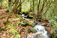 A Small Stream In The Forest In The North Carolina, USA Mountains.