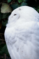 Canvas Print - Snowy Owl outdoors in nature.