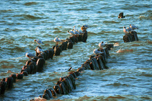 Seagulls On Breakwaters In The Sea On A Summer Day
