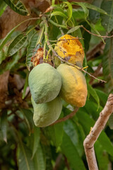 Canvas Print - Mango tree with fruits