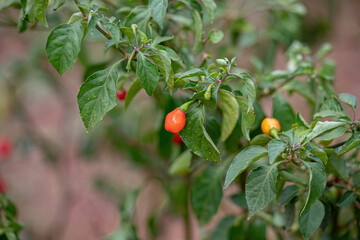 Wall Mural - Pepper plants with fruits