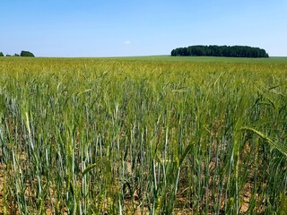 Wall Mural - Green ears of wheat in a field