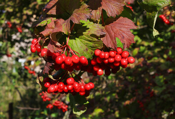 Wall Mural - branch of guelder rose or viburnum with ripe bright red berries