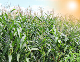 beautiful corn field in the morning with the morning sun