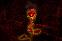 Burning Red Rose. Dark Red Rose On Fire. Flaming Rose Flower. Love Feeling Concept. 3d Rendering Image. Design For Poster, Cover And Further Compositions.