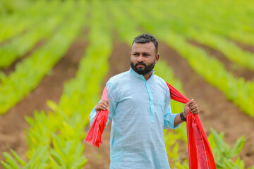 Canvas Print - Young indian farmer standing at green turmeric agriculture field.