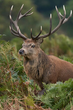 Dominant Red Deer Stag (Cervus Elaphus) Walking Through Autumn Bracken During The Annual Rut In Bradgate Park, Leicestershire, England.