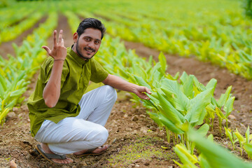 Poster - Young indian farmer sitting at green turmeric agriculture field.