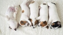 Group Of Newborn Puppy Sleeping