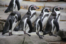 Humboldt Penguins In Zoo