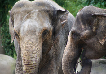 two Asian elephants close up in zoo