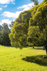 Wall Mural - green city lawn with green trees after rain