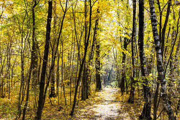 Wall Mural - path illuminated by sun in forest in autumn