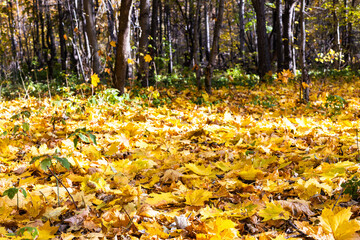 Wall Mural - surface of meadow covered by fallen yellow leaves