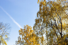 Yellow Birch Trees And Blue Sky With Contrail