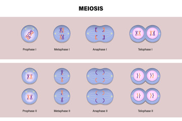 Wall Mural - Meiotic division of an animal cell. Diagram of Meiosis. Prophase, Metaphase, Anaphase, and Telophase. 