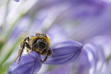 Close-up Face To Face With A Bee Sitting On The Bud Of An Agapanthus Flower
