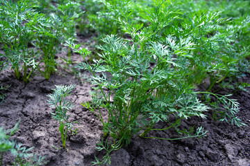 Green carrot seedlings in the vegetable garden. Home growing vegetables in spring time, farming. 