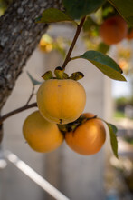 Close-up Of Fresh Lotus Or Persimmon Fruit Hanging On A Tree Branch